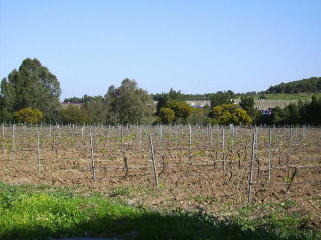 Tunesien - Weinbau