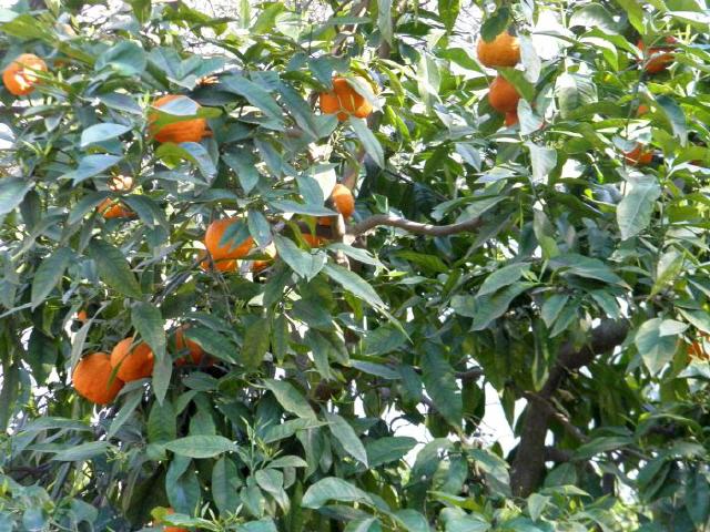 Cap Bon - Orangenernte